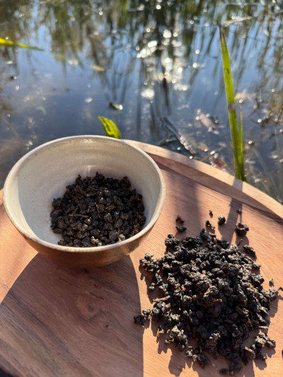 Hong cha, černý čaj, Taiwan