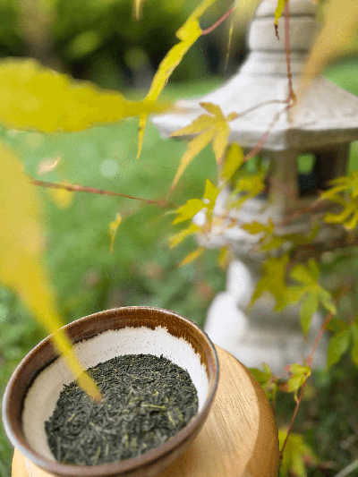 Sencha Yuki JAS