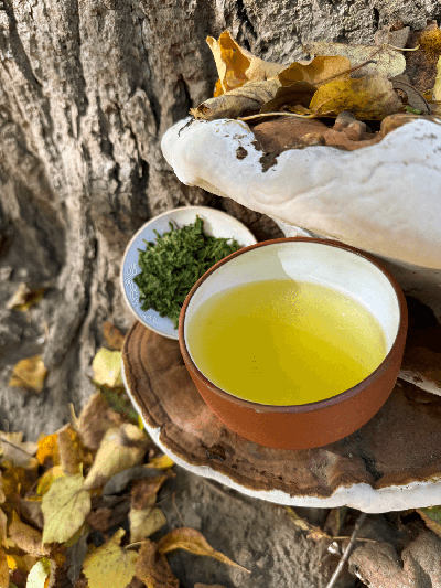 Sencha Yamashiro Yabukita JAS