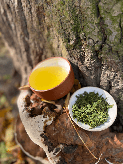 Sencha Yamashiro Yabukita JAS