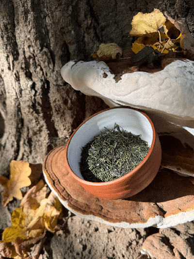 Sencha Yamashiro Yabukita JAS
