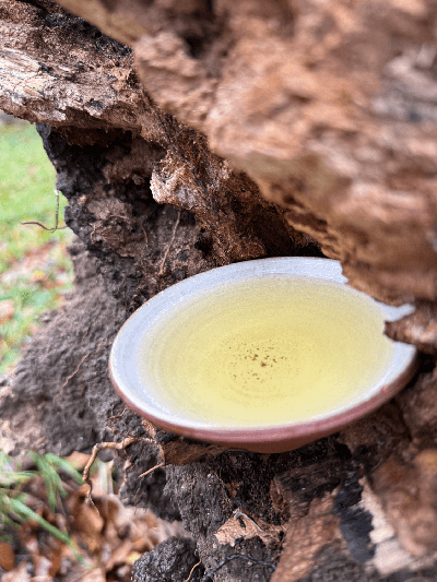 Alishan Jin Xuan oolong