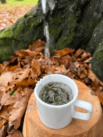 Alishan Qing Xin oolong