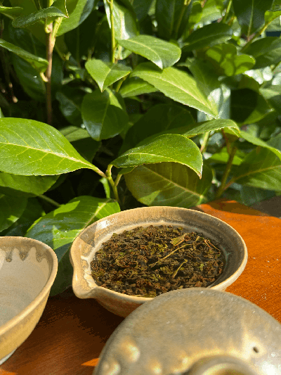 Feng Huang Dancong oolong z Taiwanu 75 g | BRATŘI V ČAJI
