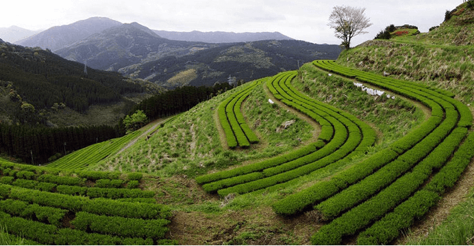 Zelené čaje od Igeta Tea Factory
