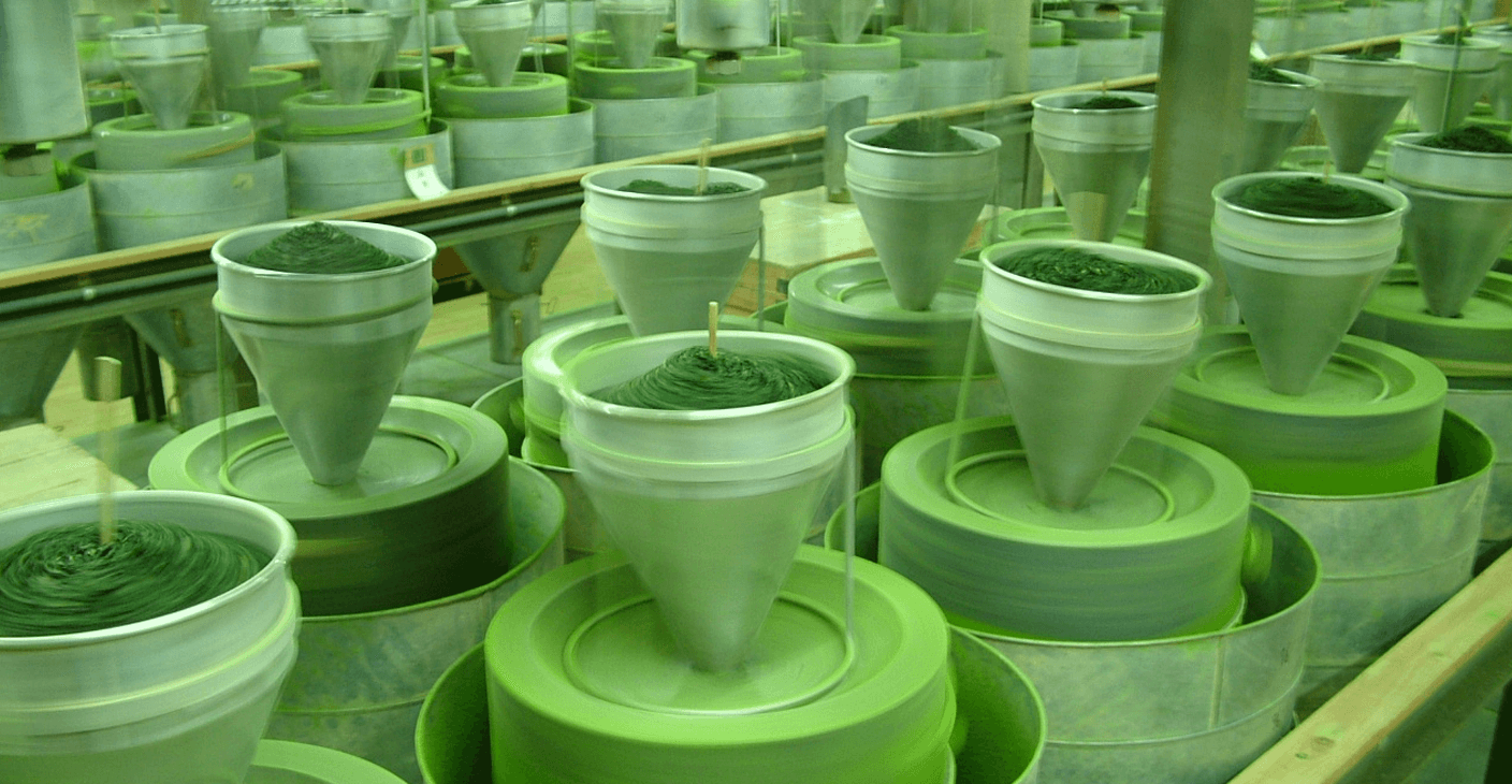 Není Matcha jako Matcha